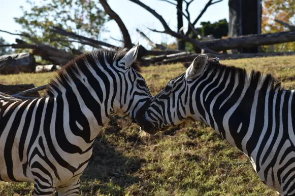 Τζετ10 Καζίνο Υποστηριξη